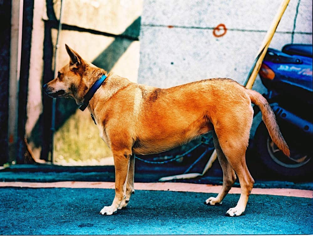 Guarded dog - Kodak E100VS - shot at ISO200 and cross processed