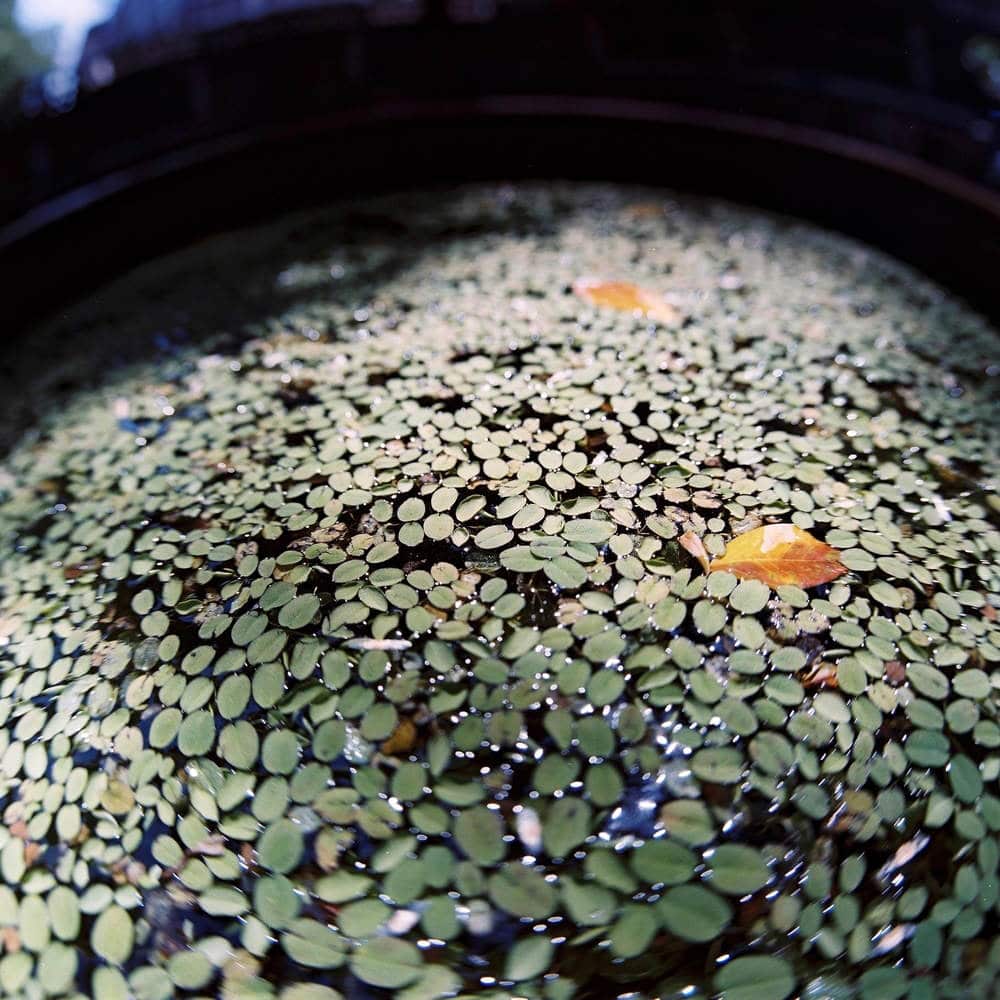 Gone fisheye-ing - Kodak Portra 400 (120)