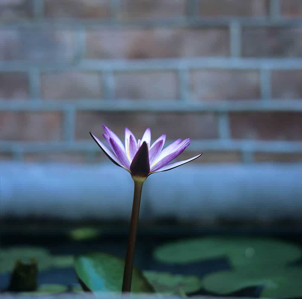 Lotus - Fuji Provia 100F (RDP III) (120)