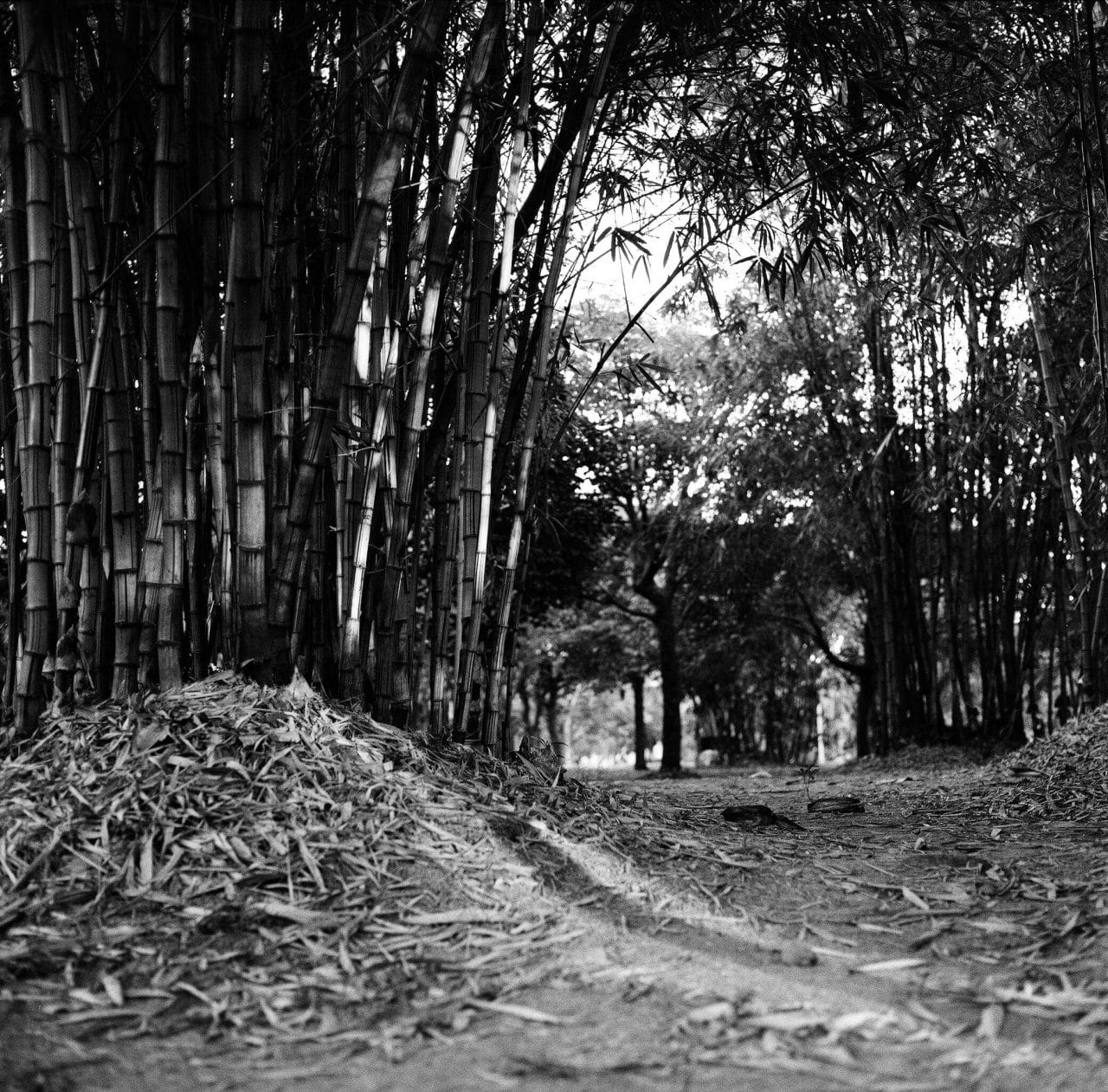 Bamboo Glade - ILFORD HP5 PLUS - EI 800