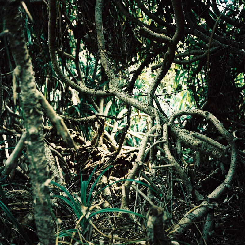 Photography: Knot a problem – Fuji Provia 100F RDPIII – XPRO (120)