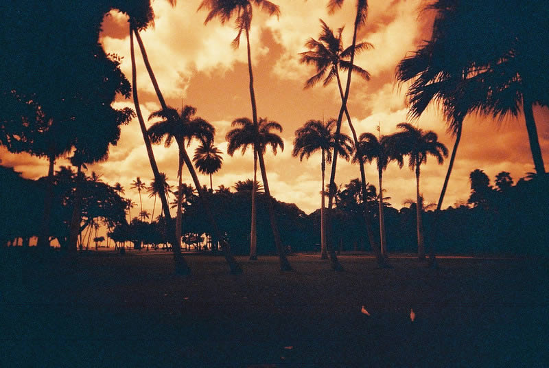 Ochre Palms - Lomo Redscale 100