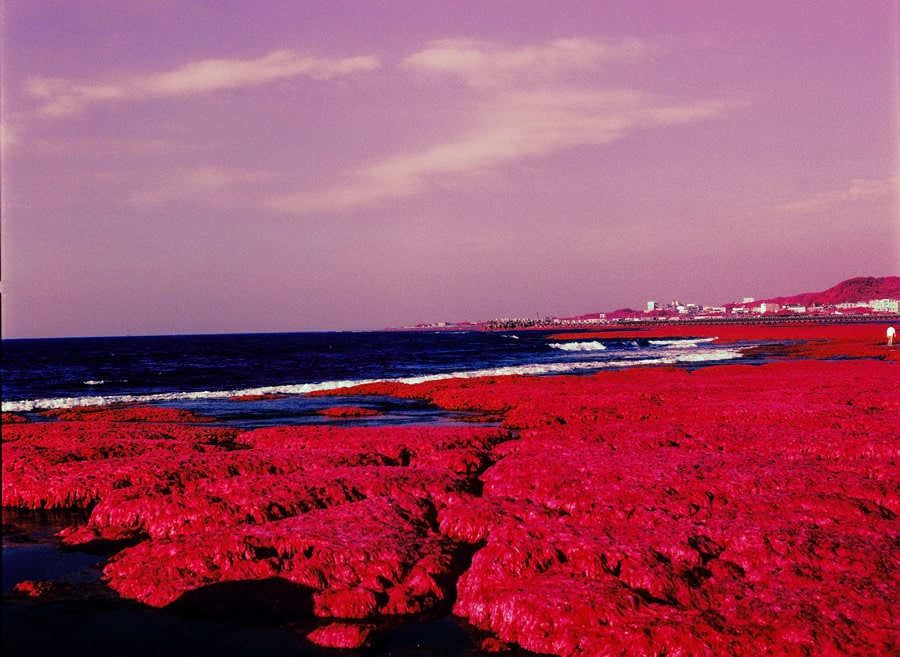 Photography: Red Algae – Kodak AEROCHROME III 1443 (120)