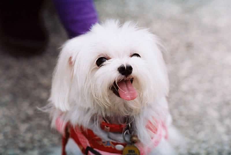 Photography: Stoopid dawg – Shot on Kodak VISION3 250D 5207 at EI 250 (35mm format)