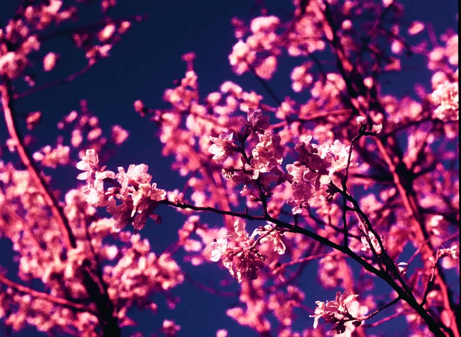 Inflorescence - Kodak Aerochrome III Infrared Film 1443 shot at ISO200