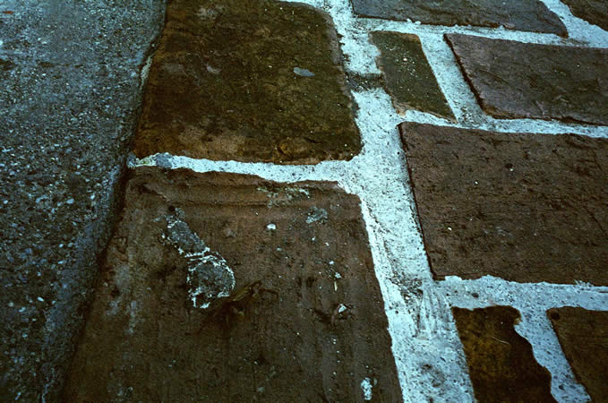 Photography: Urban crab-oflage – Shot on Fuji 64D 8552 at EI 64 (35mm format)