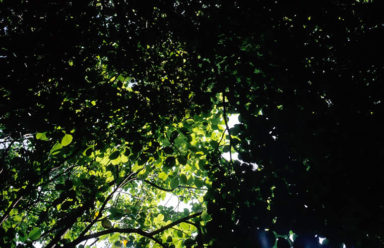 Photography: Emerald canopy – Shot on Fuji Velvia 50 RVP50 at EI 50 (35mm format)