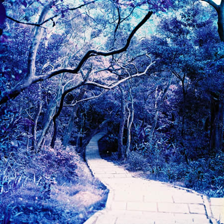 Photography: Enchantment – Shot on Lomography LomoChrome Purple XR 100-400 at EI 400 (120 format)