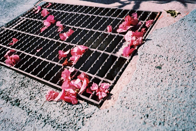 Photography: Grate pinks – Shot on Lucky Color Film Super 200 at EI 200 (35mm format)
