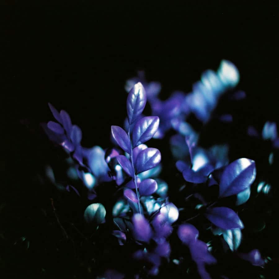 Photography: Opal sprig – Shot on Lomography Lomochrome Purple XR 100-400 (120 format)