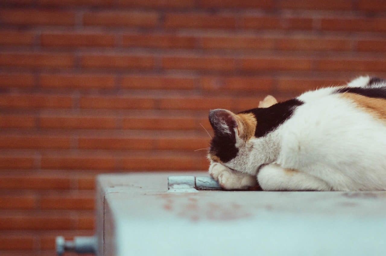 Pensive - Fuji Reala 500D (8592) shot at ISO500.