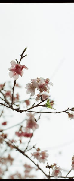 Photography: Sakura wide – Shot on Kodak VISION3 250D 5207 at EI 250 (35mm format)