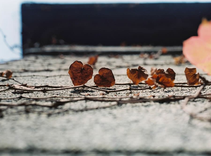 Two hearts - Fuji Pro 400H shot at ISO400.