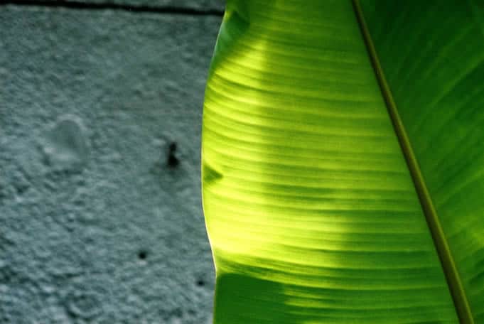 Lamina Leaf - Agfa Vista 200 shot at ISO200