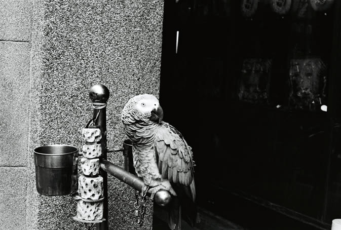 Prettyboy - Kodak Tri-X 400 shot at ISO800