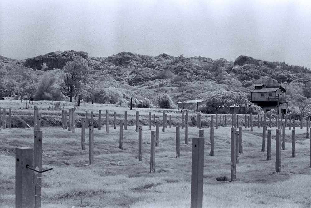 Photography: Stake-out – Rollei Retro 400S (35mm)