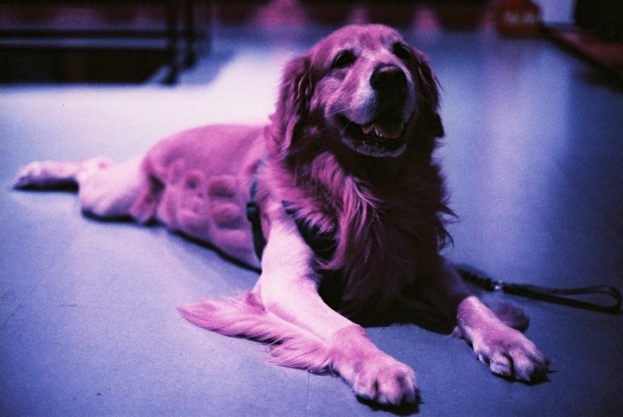 Photography: Tiger – Shot on Lomography Lomochrome Purple XR100-400 at EI 400 (35mm format)