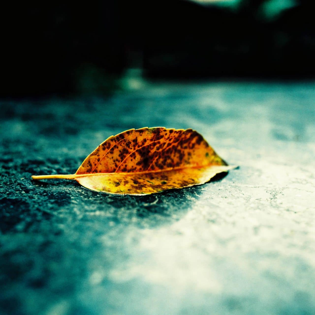 Photography: Autumn’s arrival – Shot on Fuji Velvia 50 RVP50 at EI 50 (120 format)