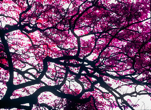 fuscia-canopy