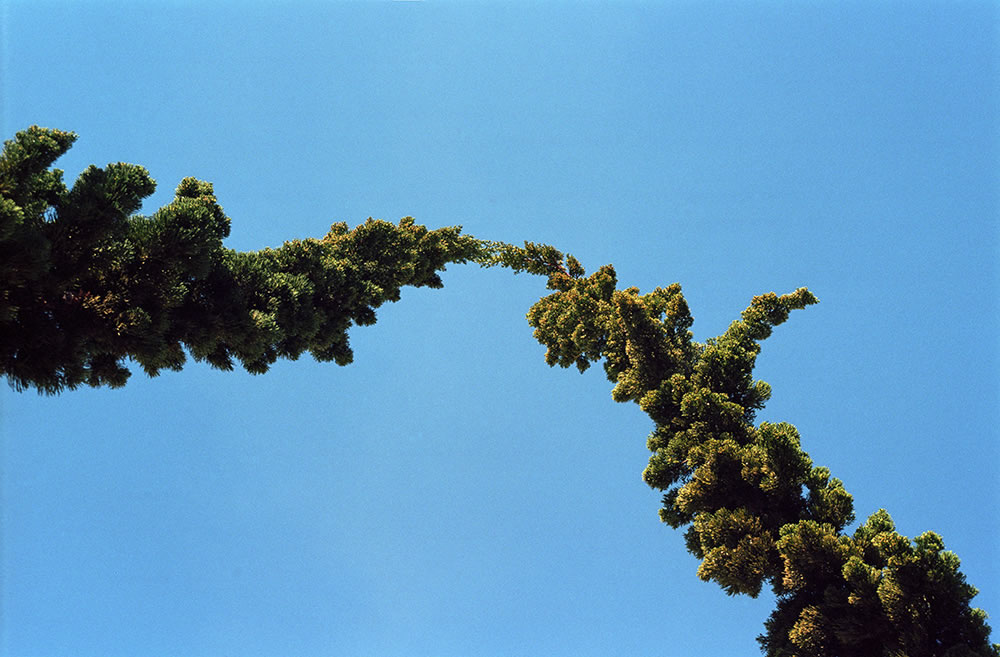 EMULSIVE interview #38: I am Justin Rhody and this is why I shoot film