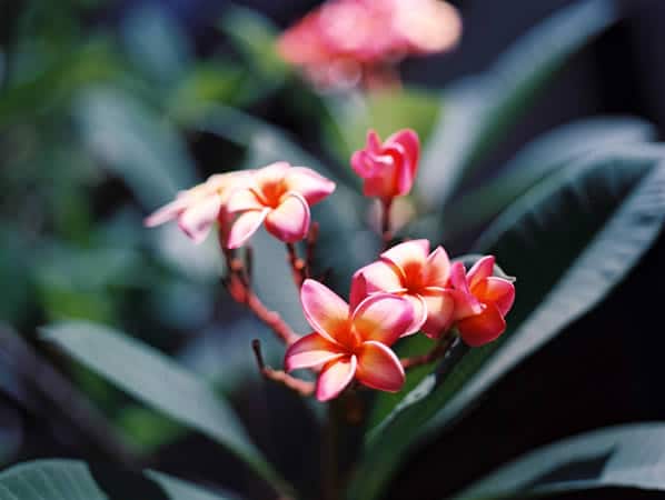 Photography: Persici blossoms – Shot on Fuji Pro 400H at EI 400 (120 format)