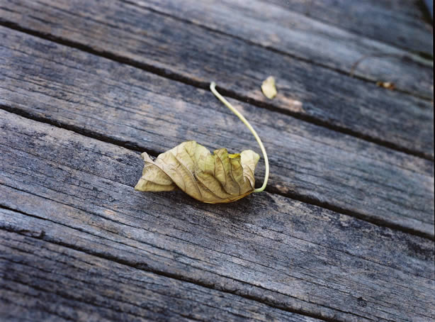 Photography: Any day now… – Fuji Pro 400H (120)