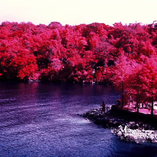 Lush - Kodak Aerochrome III (1443) shot at ISO400. Color infrared slide film in 120 format shot as 6×6. Orange #21 filter