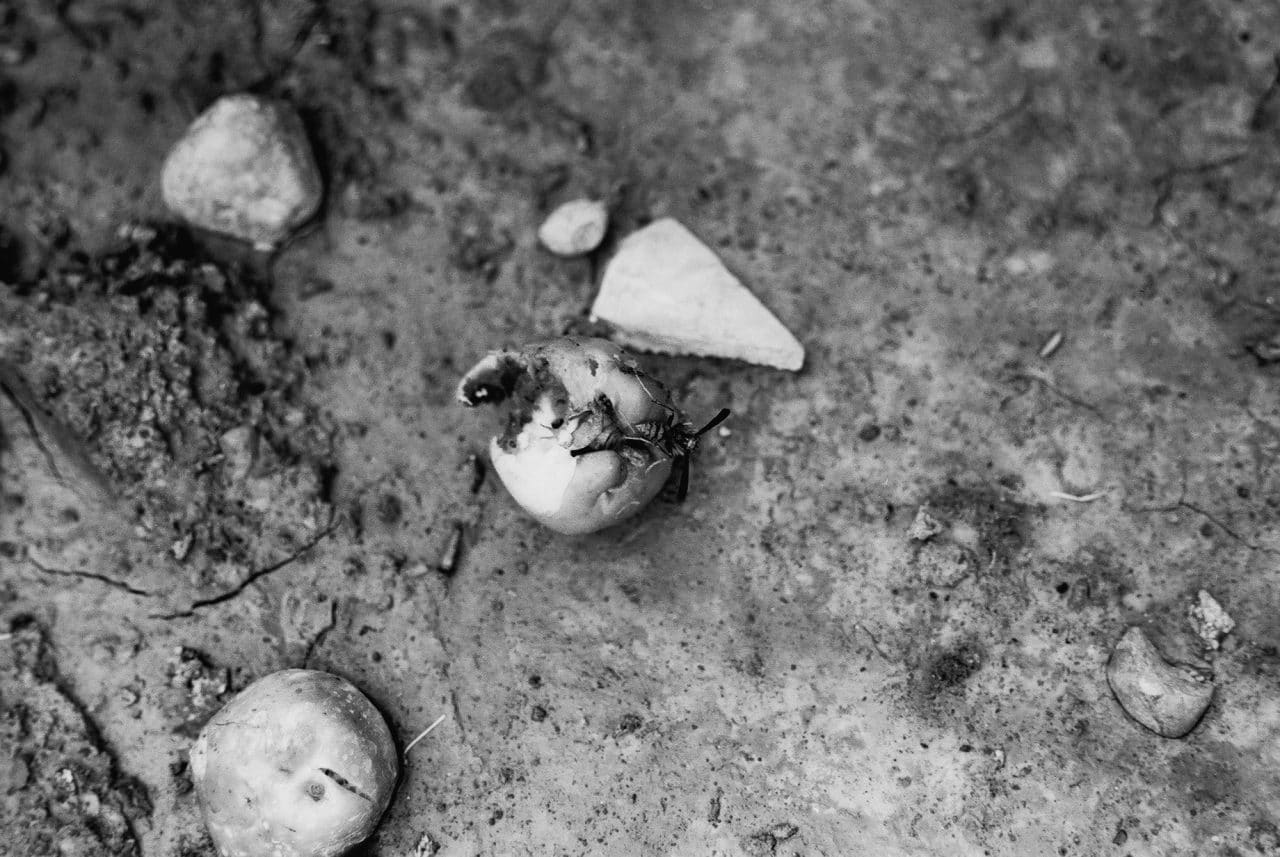 Photography: Wax apple wasp – Efke KB25 (35mm)