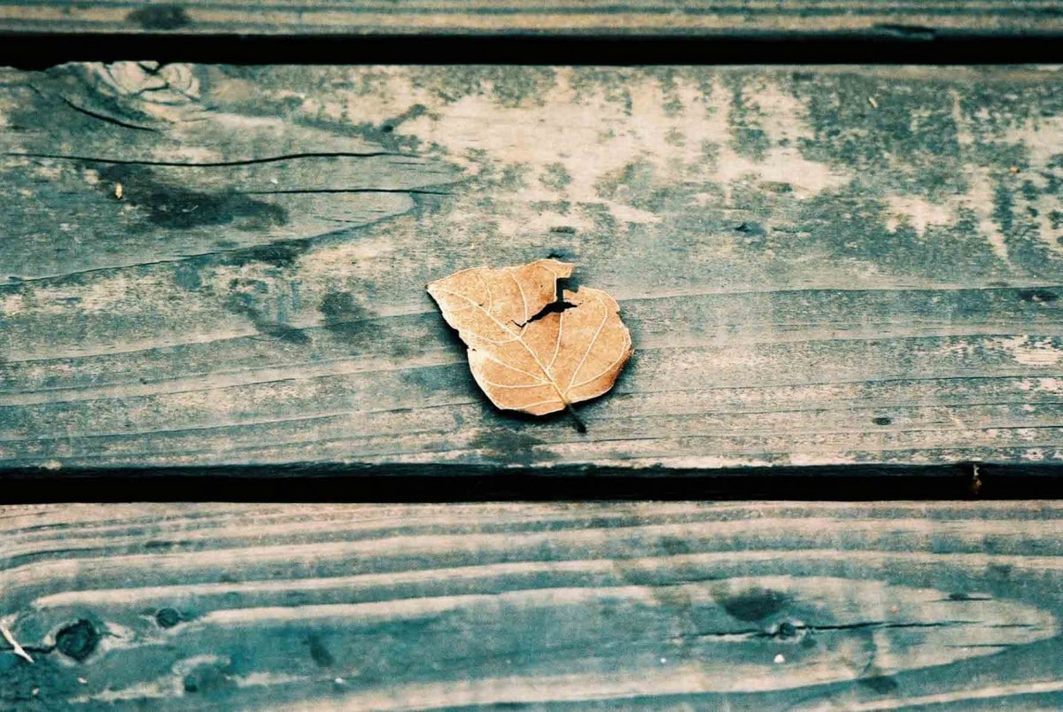 Photography: Final throes of winter – Agfa Precisa CT 100 (XPRO)