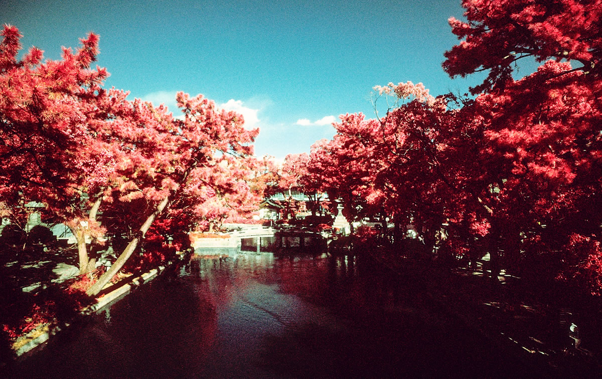 Photography: Tranquility – Shot on Kodak AEROCHROME III 1443 (35mm)