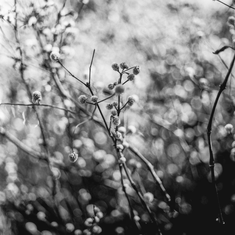 EMULSIVE 52 Rolls - Week 07 - Ilford FP4+ (120) - EI200