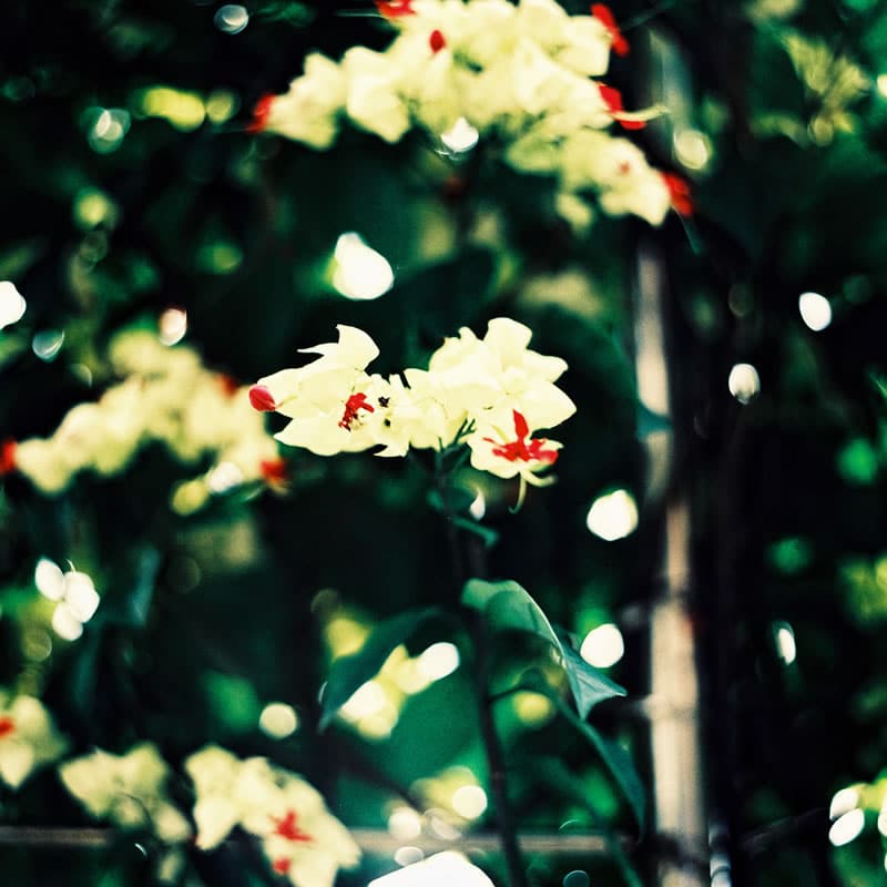 Photography: Full bloom – Shot on Fuji Velvia 50 RVP50 (120 format)