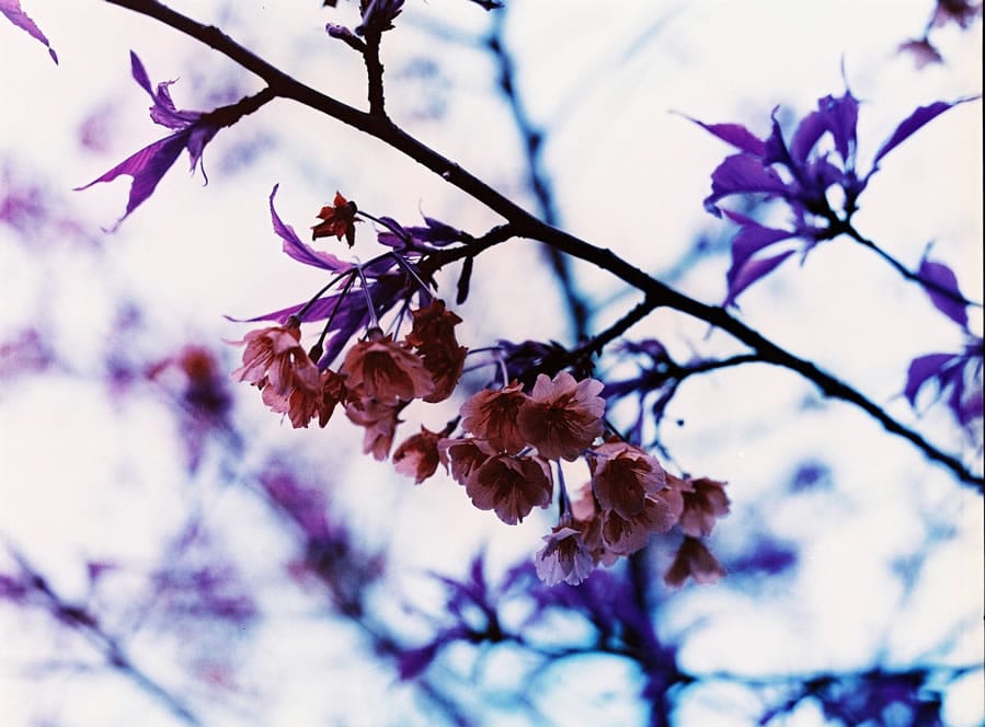 Photography: Purple sakura – Shot on Lomochrome Purple XR 100-400 at EI 400 (35mm format)