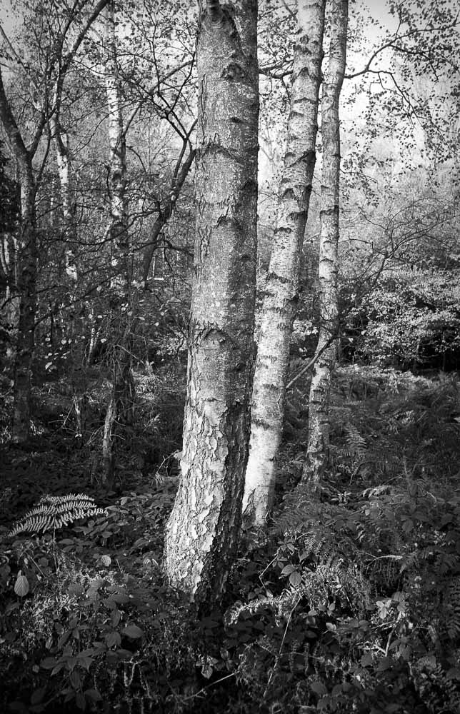 Visualisation for film photographers