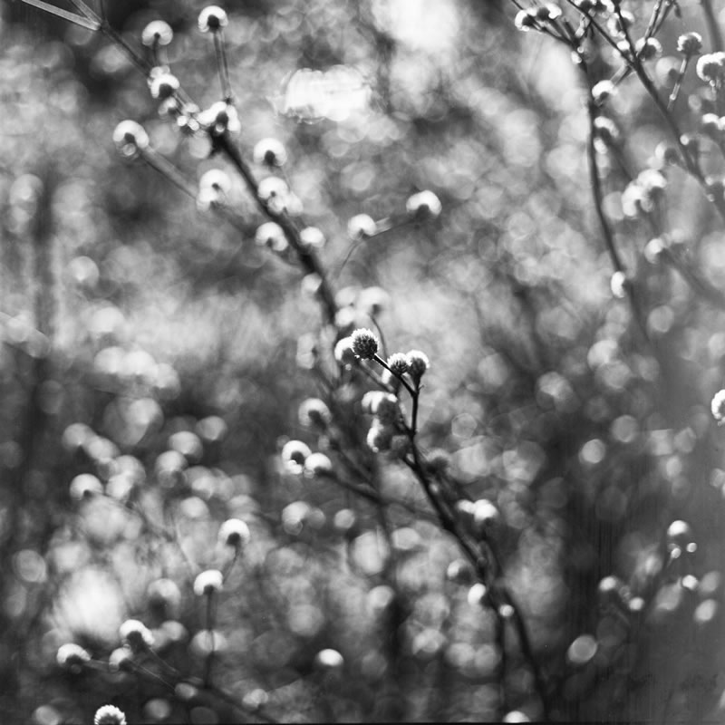 Photography: Budding – Efke R25 (120)