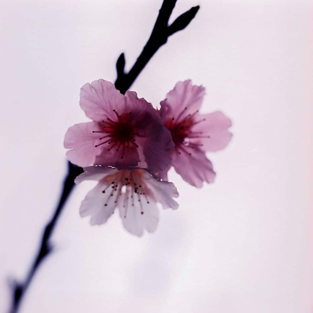 Photography: Last of the sakura – Fuji Pro 400H (120)