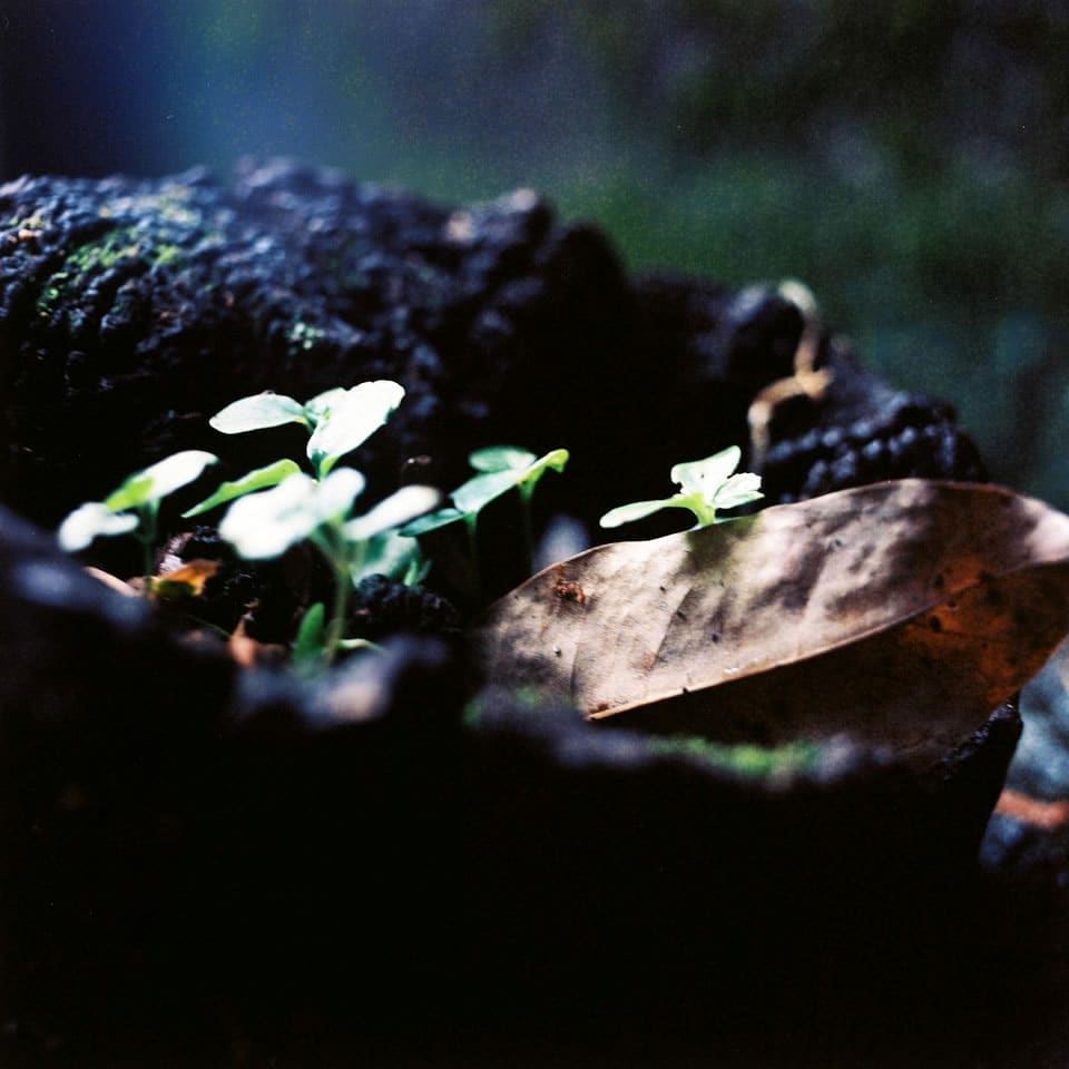 2015-08-01 - Potted - Kodak Portra 400 shot at EI 1600. Color negative film in 120 format shot as 6x6. Push processed two stops