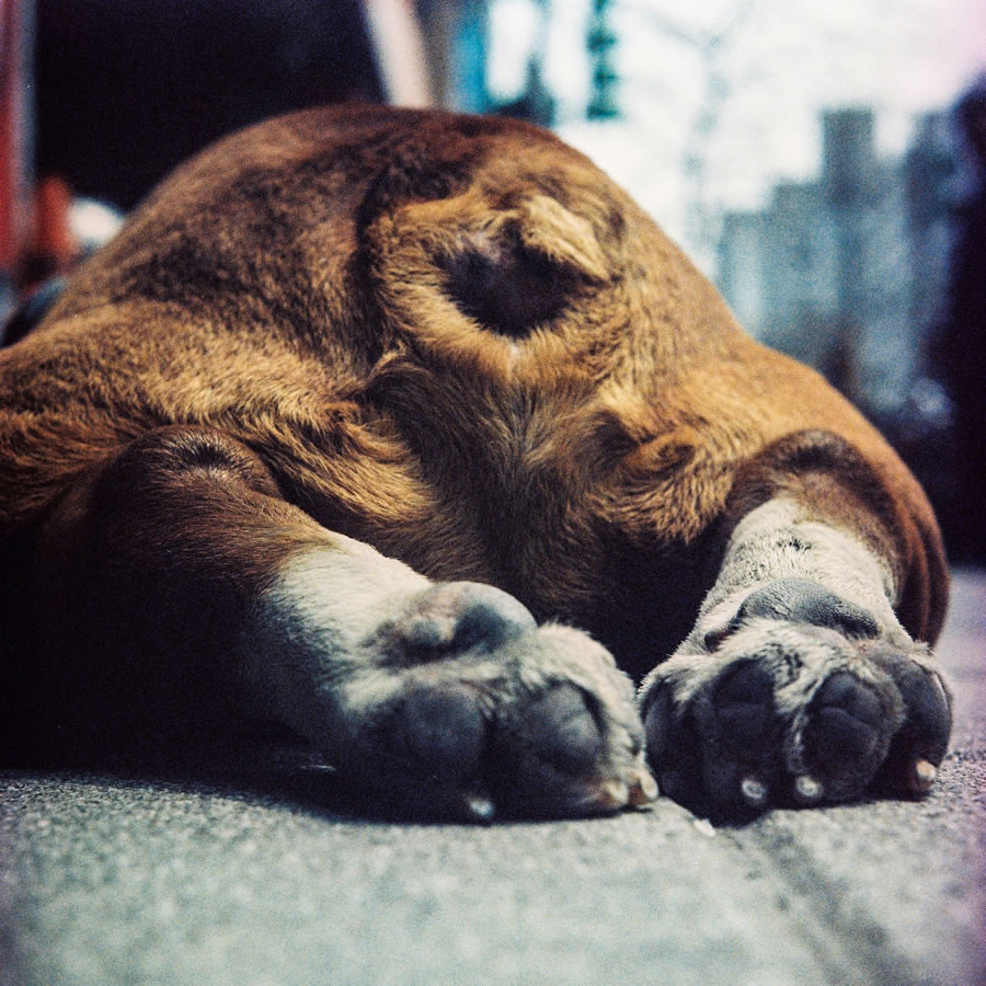 Photography: Fuzzy little butthead – Kodak EKTACHROME 400X EPL 6057 (120)