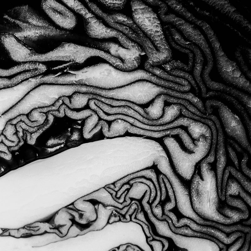 2016-06-20 - Red cabbage light study #01 - Kodak Ektar 100 shot at EI200. Color negative film in 120 format shot as 6x6. Developed as black and white.