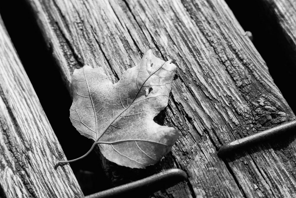 Photography: Sleeper – Fuji Neopan SS 100 (35mm)