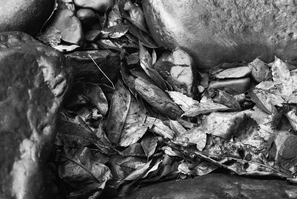2016-08-11 - Forest floor - Ilford Delta 400 Professional shot at EI 800. Black and white negative film in 35mm format. Push processed one stop