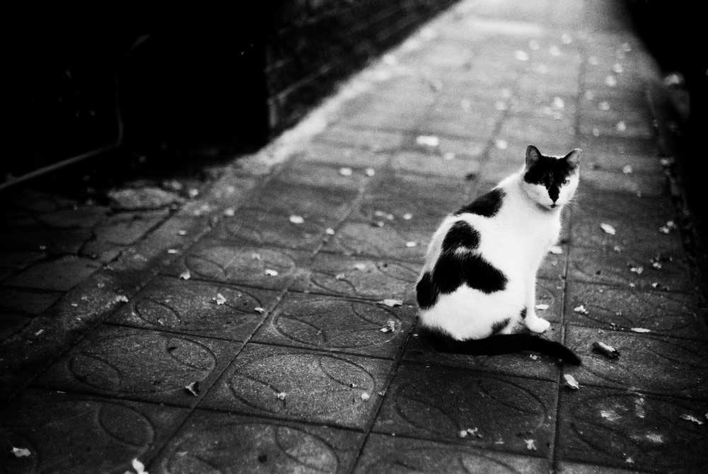 Into the distance - Kodak Hawkeye Traffic Surveillance Black and White Film 2485 shot at EI 800. Black and white negative film in 35mm format. Push processed one-stop.
