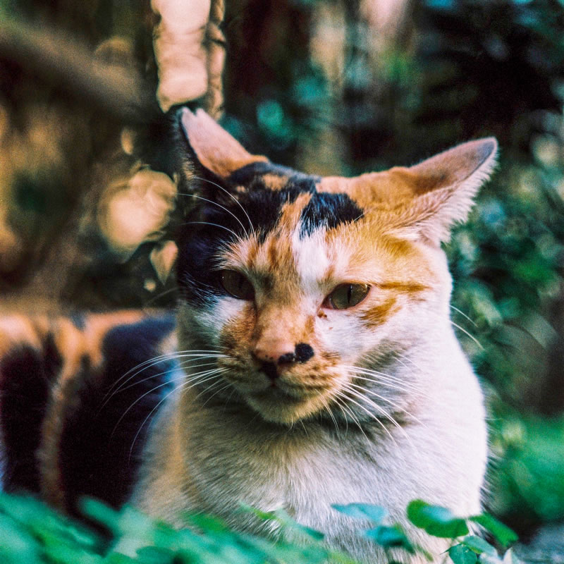 Photography: Bokehlicious feline – Fuji Provia 400X – RXPIII (120)