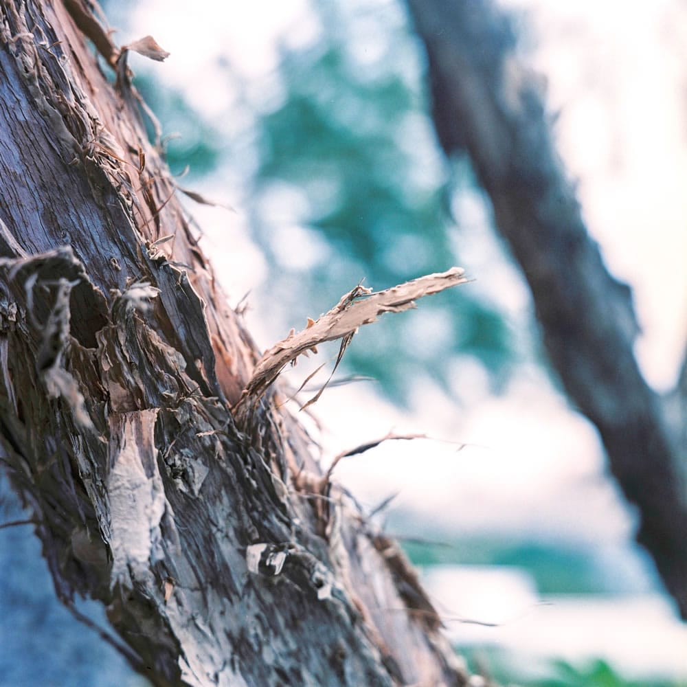 Photography: Flaky – Kodak Portra 400VC (120)