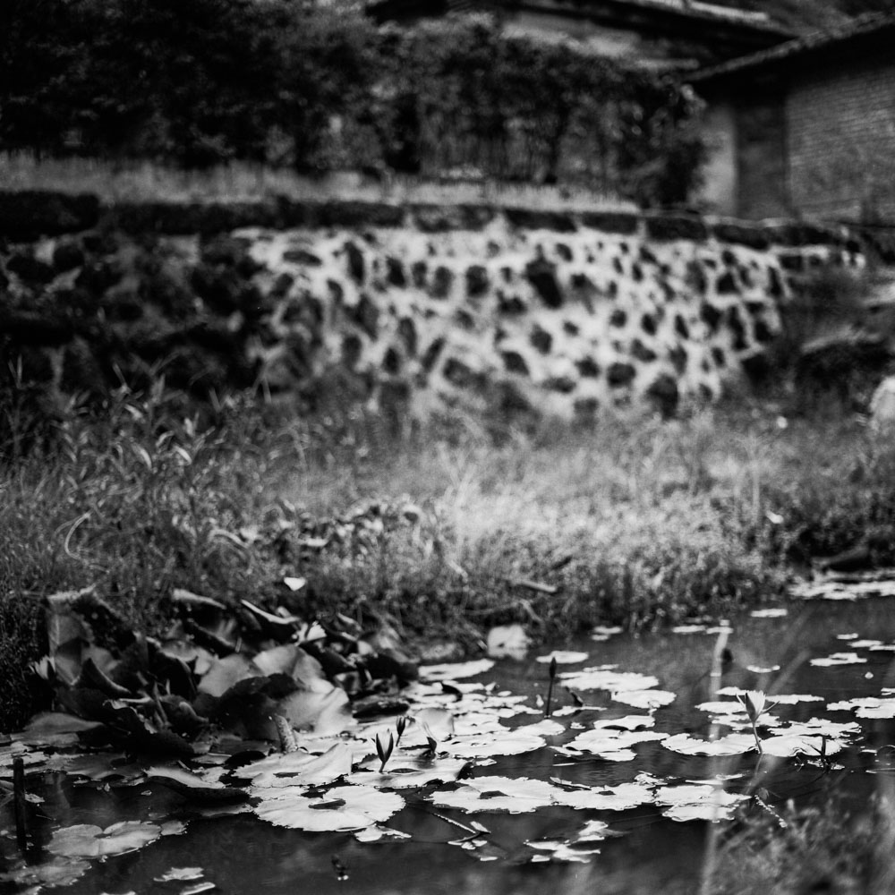 Photography: Late bloomer – Ilford Pan F+ (120)