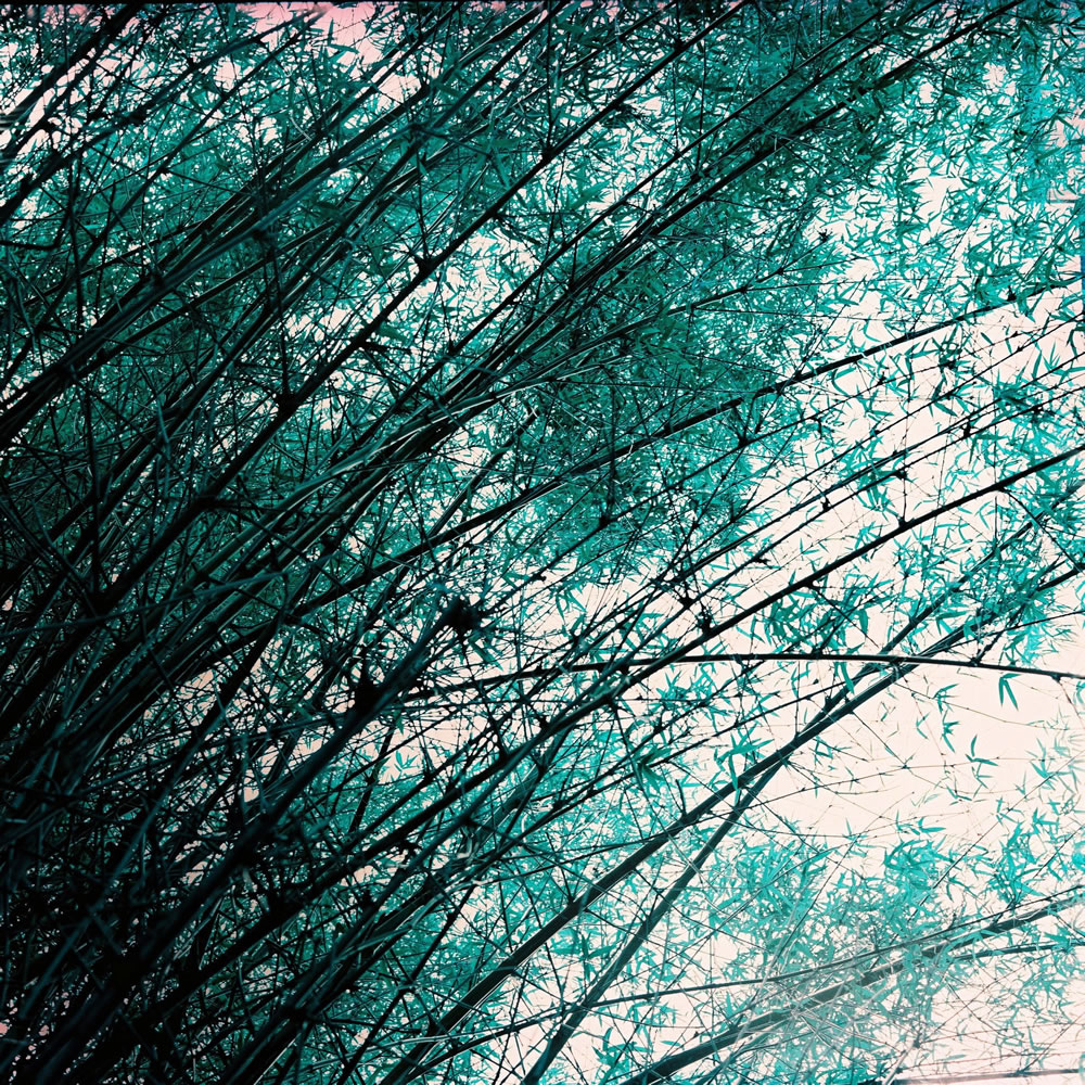 Photography: Turquoise butterflies – Lomochrome Turquoise XR 100-400 (120)