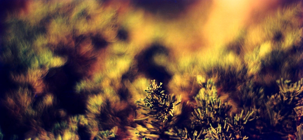 Photography: Redfern – Lomography Redscale XR 50-200 (120)