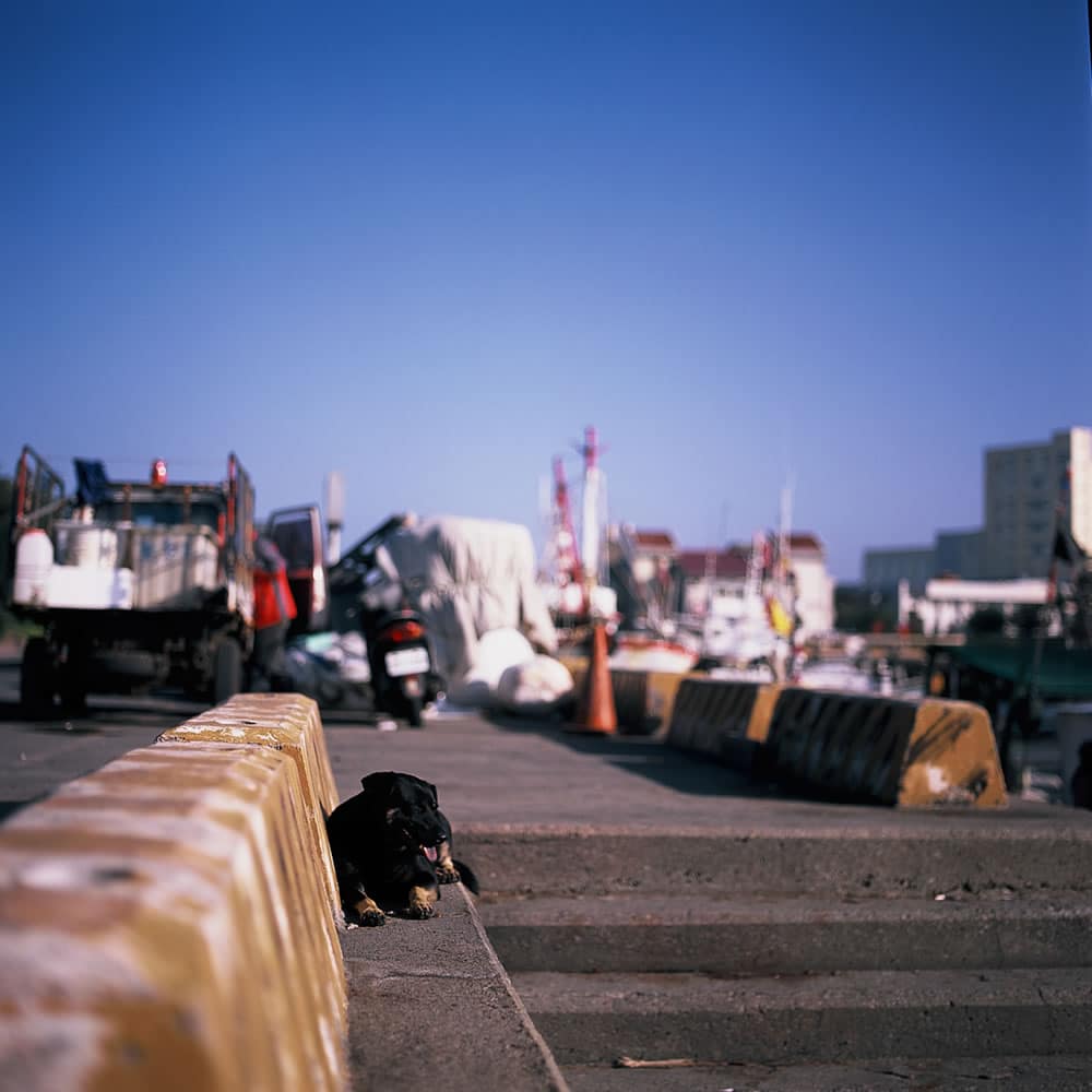 Chillin' - Fuji Provia 100F (RDP III) shot at EI 100. Color reversal (slide) film in 120 format shot as 6x6.
