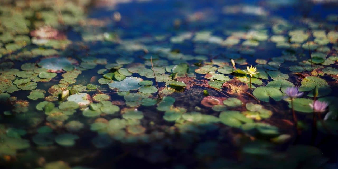 Creeping up - Shot on Kodak Portra 800 shot at EI 800. Color negative film in 120 format shot as 6x12.