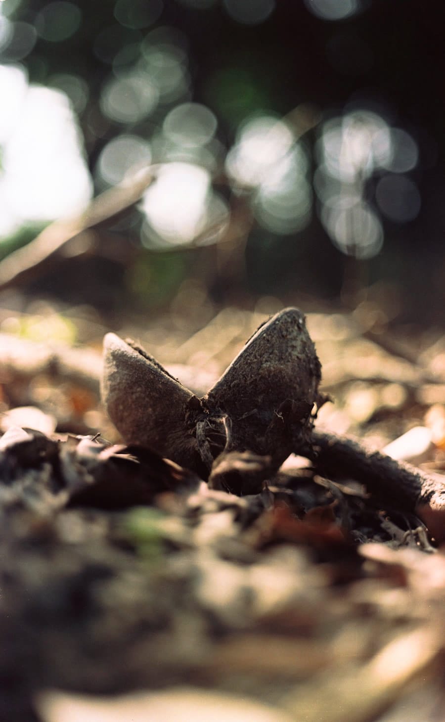 Photography: I have no idea what this is – Shot on Kodak Portra 160NC – unperforated (35mm)